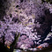 夜桜３