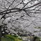 尼崎市塚口「つかしん」の桜並木2016