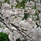尼崎市塚口「つかしん」の桜並木2016