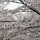 尼崎市塚口「つかしん」の桜並木2016