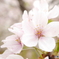 sakura1