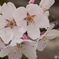 sakura2