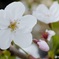 sakura3