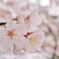 sakura4