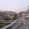sakura6