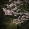 sakura やわらかく.