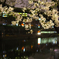 桜トンネル