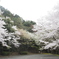 有田ダムの桜