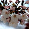 可憐な淡い桜