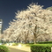 中庭の夜桜