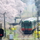 久下田駅の桜と菜の花