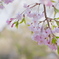 八重紅桜枝垂れ