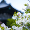 三渓園 三重の塔