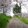 桜坂。。。。みたいな