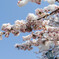 雪と桜