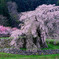 又兵衛さんの桜