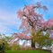 祇園しだれ桜