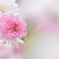 桃みるく