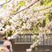 春のおでかけ