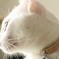 猫の寝起き