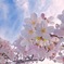 『桜色舞うころ』⑤