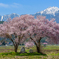 満開の桜と道祖神