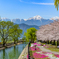 満開の桜と拾ヶ堰