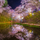 夢幻桜花　Ⅱ