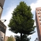 四条_zd1435f2_20080923_0719