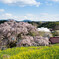 三春の滝桜と菜の花