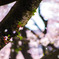 桜吹雪