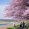 桜のある風景