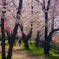 桜の小道