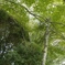 疎水a_zd1435f2_20080923_0738