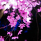 平安神宮　桜