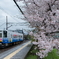 駅の桜。