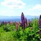 富良野１