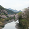 桜舞う玉川