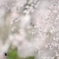 spring for tokyoites