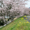 菜の花