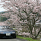 ＭＩＡＴＡと桜