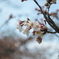 花見日和