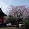 国分寺-1