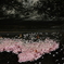 桜散る