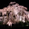 滝桜