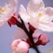 杏の花