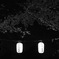 夜桜