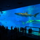 美ら海水族館