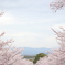桜道