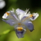 街の花
